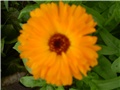 neven
